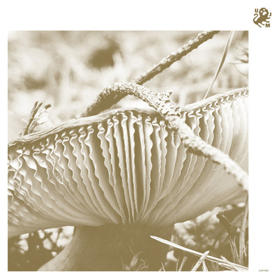 Late Night Poems - Rise & Bloom (2025, Poland, Vinyl)