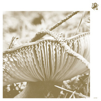 Late Night Poems - Rise & Bloom (2025, Poland, Vinyl)